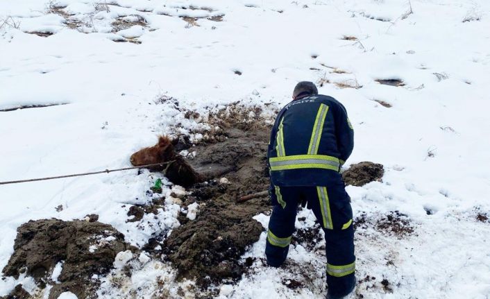Kayseri OSB İtfaiyesi bataklığa saplanan yılkı atını kurtardı