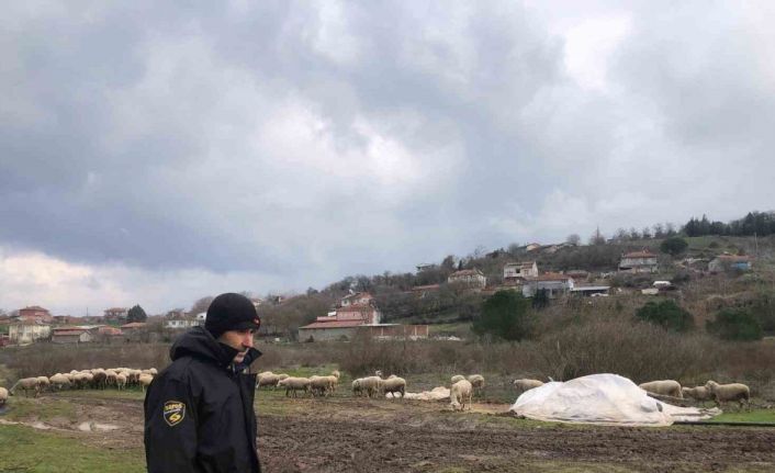 Kepsut’da küçükbaş hayvancılık yüz güldürüyor