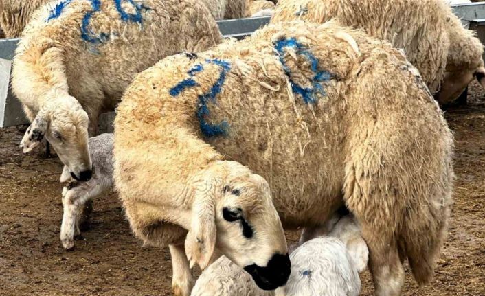 Malatya’da baharın habercisi kuzuların doğumları başladı