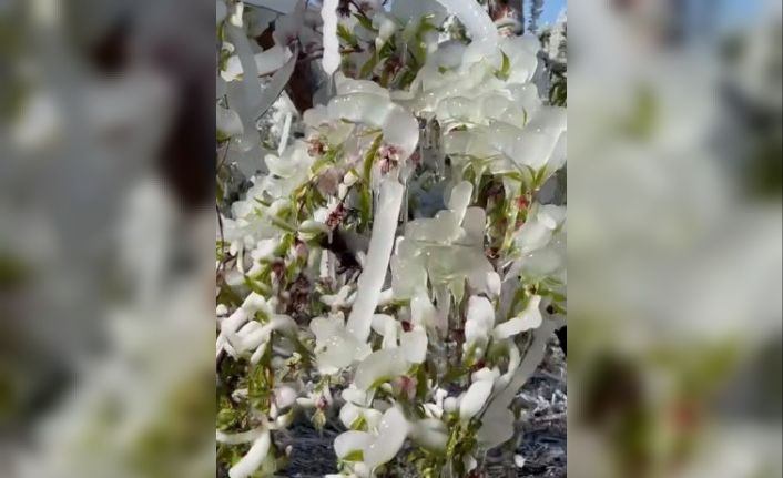 Mersin’de şeftali ağaçları buz tuttu