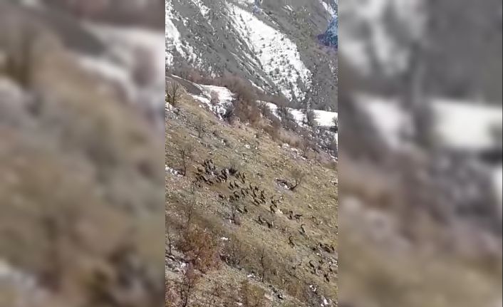 Nesli tükenme tehlikesi bulunuyordu, Elazığ’da sürü halinde görüldü