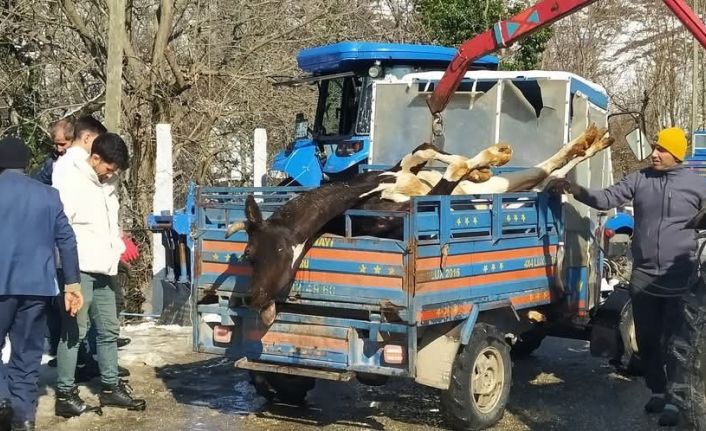 Ordu’da ahırda çıkan yangında 5 büyükbaş hayvan telef oldu