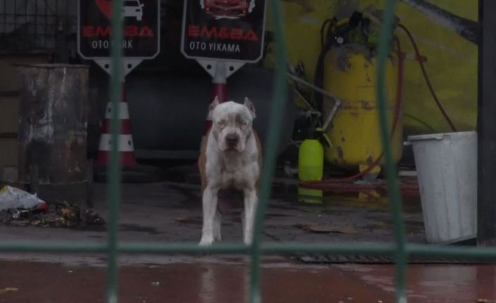 Pitbull cinsi köpekler sahibine ve yanındaki kişiye saldırdı