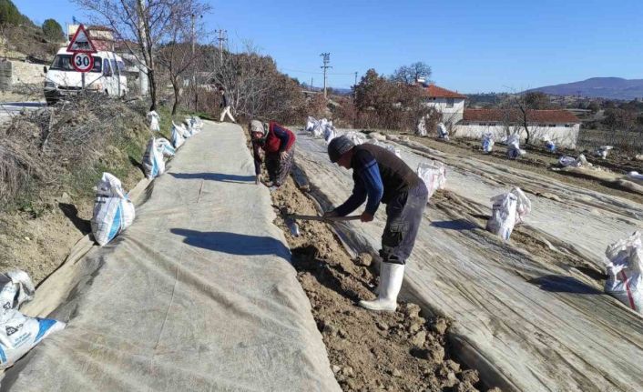 Selendi’de üreticilerin tütün telaşı başladı