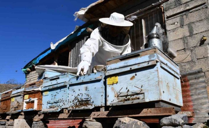 Şırnak’ta bal arıları kışı tam yaşamadan erken uyandı