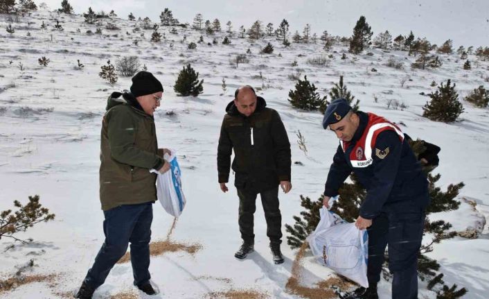 Sivas’ta yaban hayatı unutulmadı, 12 ton yem doğaya bırakıldı