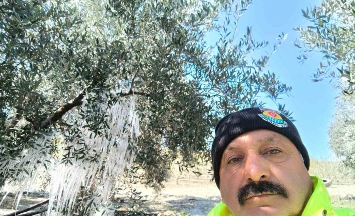 Tarsus’ta ağaçlarda buz sarkıtları oluştu