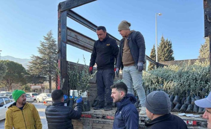 Tavaslı çiftçilere zeytin fidanları dağıtıldı