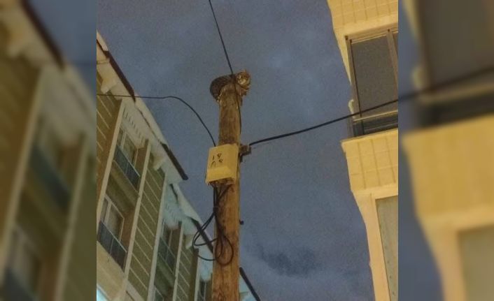 Telefon direğine çıkan kedi direk üstünde mahsur kaldı