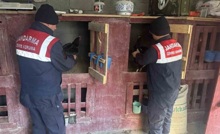 Uzundere’nde horoz dövüştüren 3 şahıs yakalandı