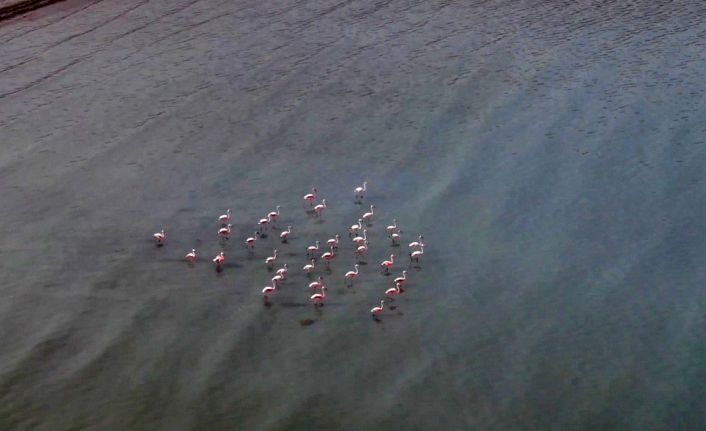 Van Gölü havzasını seven flamingolar kışın da gitmedi
