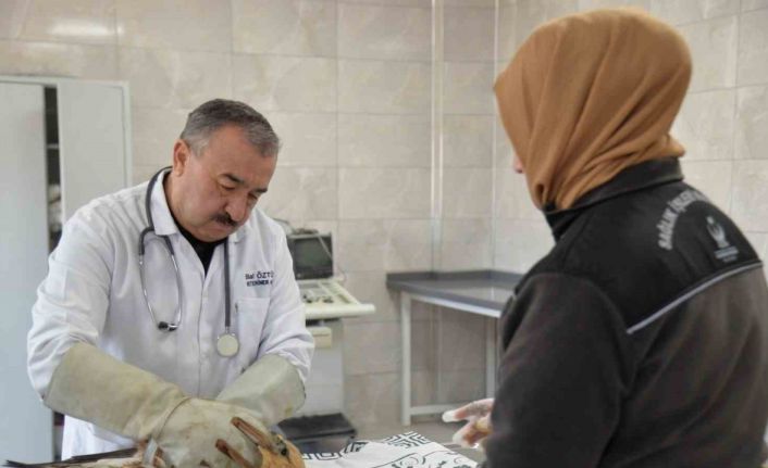 Yaralı yavru kızıl şahin koruma altına alındı