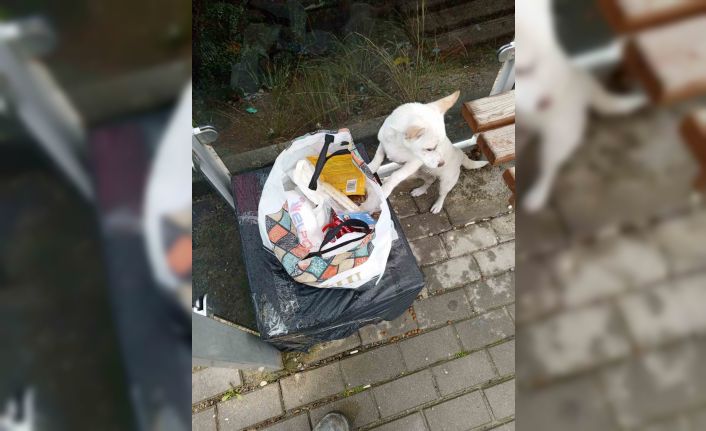 Yavru köpek soğukta "Sahiplenin" notuyla durağa bırakıldı