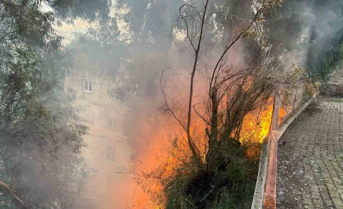 Aydın’da çıkan yangın korkuttu