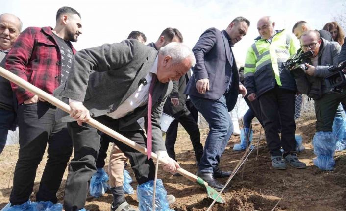Çiftçiye destek için 6 dekarlık alana ahududu dikildi