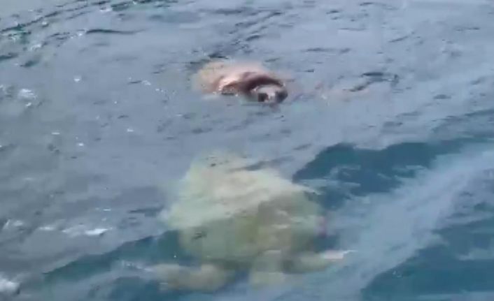 Çifte kumru caretta carettalar balıkçıların kamerasında