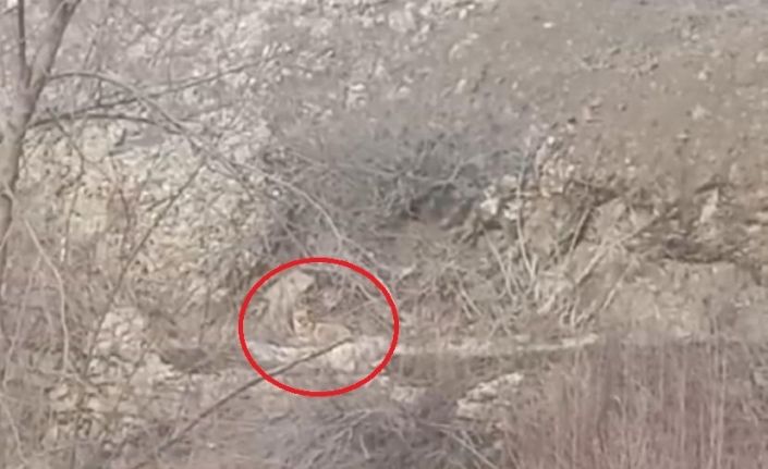 Diyarbakır’da kurtlar görüntülendi