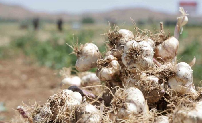 İspanya’dan Aksaray’a sarımsak yatırımı