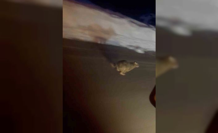 Kastamonu’da yola inen vaşak kamerada