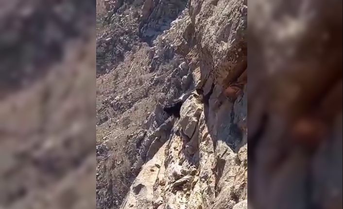 Kayalıkta mahsur kalan keçiler 3 gündür kurtarılmayı bekliyor
