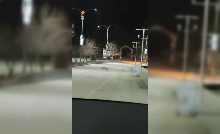 Kurt sürüsü Harput’ta görüntülendi