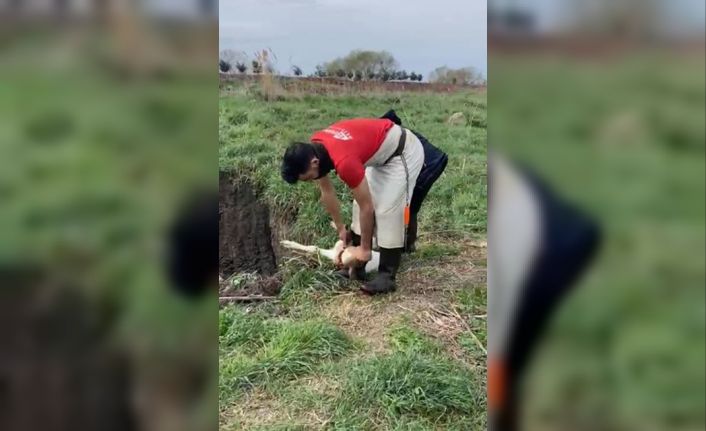 Lüleburgaz’da kaçak yolla getirilen 12 buzağı itlaf edildi