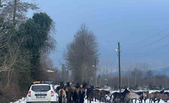 Samsun’da başıboş atlar belediyeyi harekete geçirdi