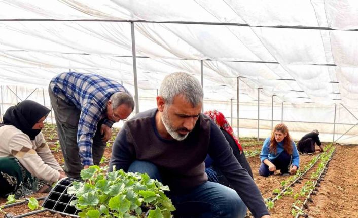 Şanlıurfa’da sebze fideleri seralarda toprakla buluştu