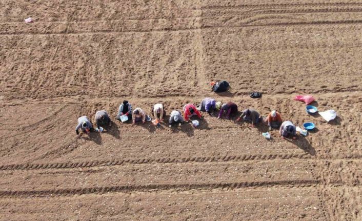 Taşköprü sarımsağı ekiminde kar molası sona erdi