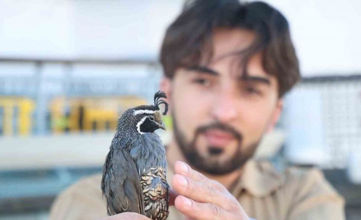 Üniversiteli genç ürettiği egzotik bıldırcınları dünyaya ihraç ediyor
