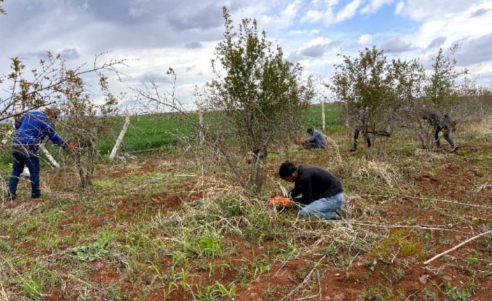 AB tescilli Suruç narında budama sezonu başladı