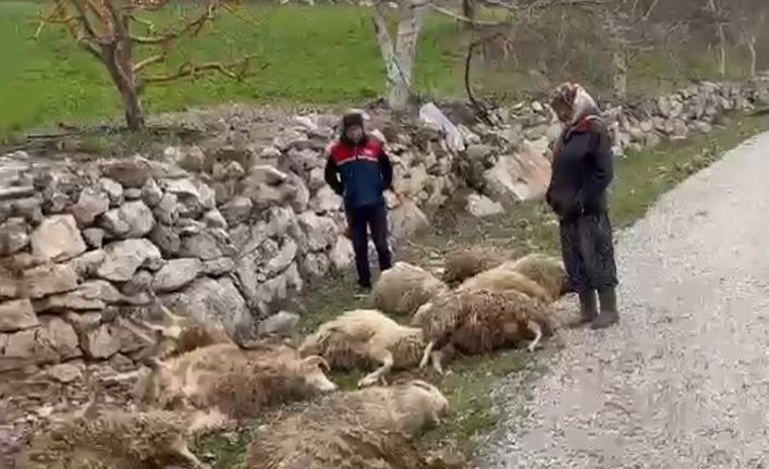 Aç kalan kurtlar 22 kurbanlık kuzuyu telef etti
