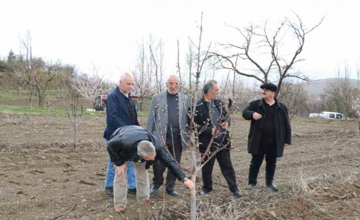 Aç kalan tavşanlar fidanları kemirdi