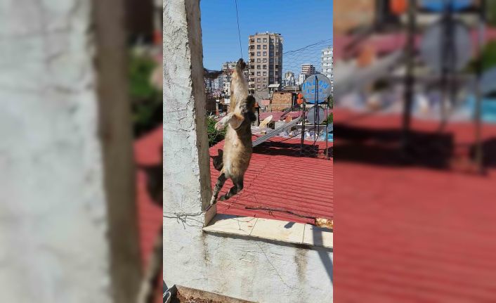 Adana’da tel örgülerde mahsur kalan kediyi itfaiye kurtardı