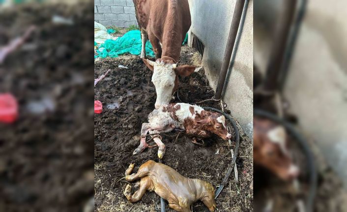 Adıyaman’da milyonda bir görülen ikiz buzağı doğumu gerçekleşti