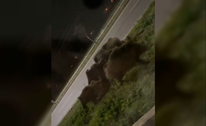 Afyonkarahisar’da şehir merkezinde domuz sürüsü görüldü