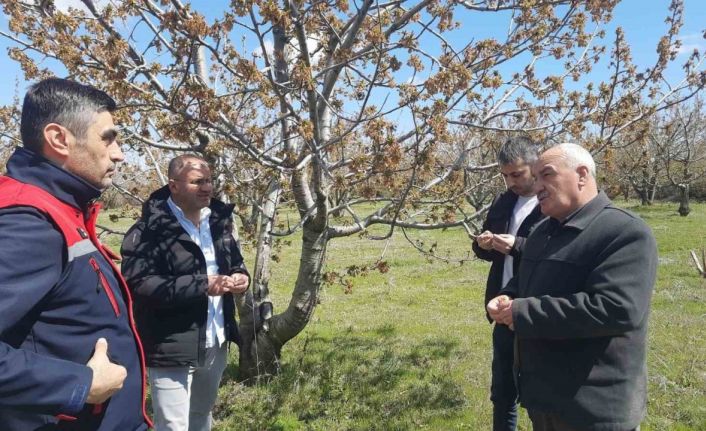 Afyonkarahisar’da tarım alanlarını don vurdu