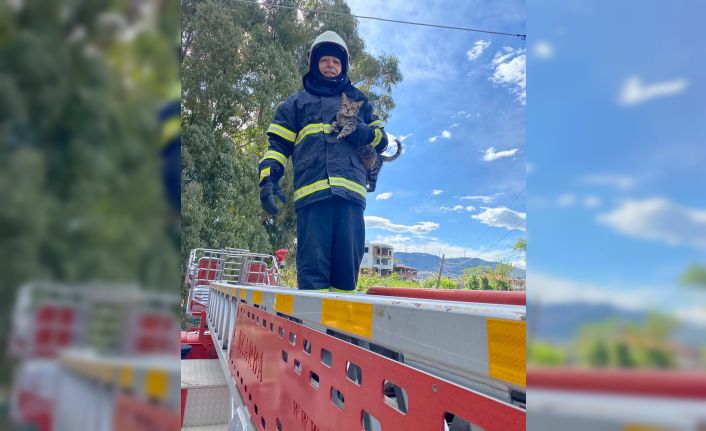 Ağaçta mahsur kalan kediyi itfaiye kurtardı