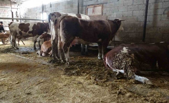 Ahırda dehşet: Onlarca büyükbaş hayvan akıma kapıldı, 4’ü telef oldu