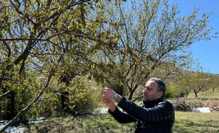 Akçadağ’da zirai don kayısıyı vurdu