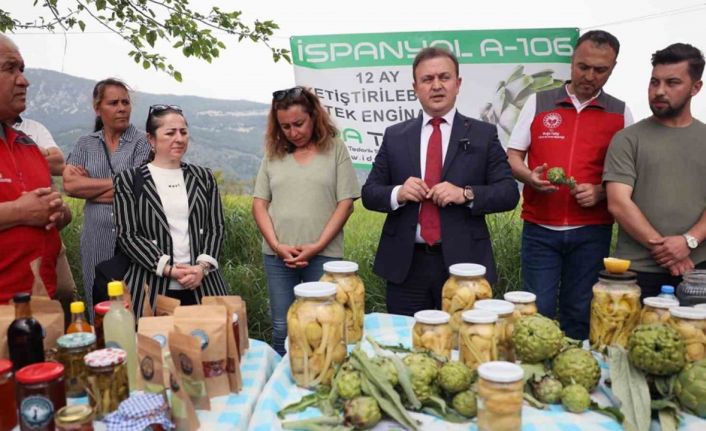 Akçapınarda ‘Hibrit Enginar Hasadı Tarla Günü düzenlendi