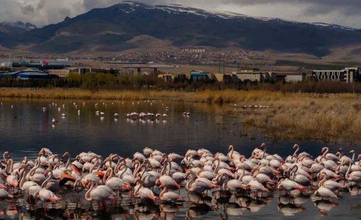 Akkaya Barajı flamingoların gelişi ile görsel şölen sunuyor