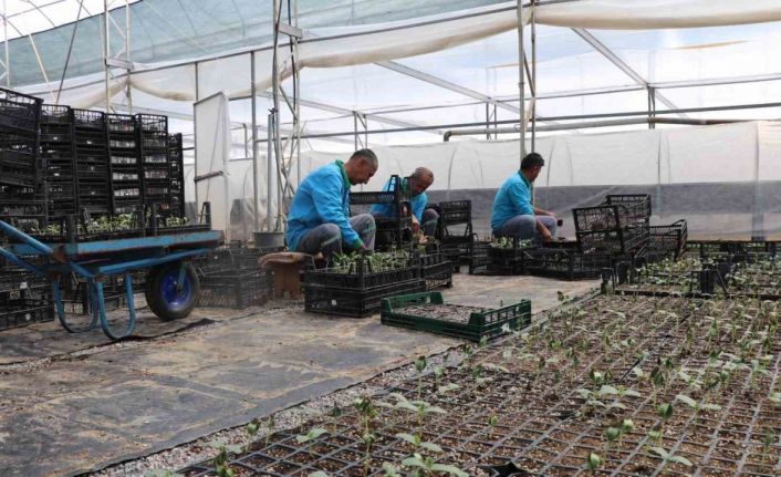 Alanya’da ücretsiz su kabağı fidesi dağıtılacak