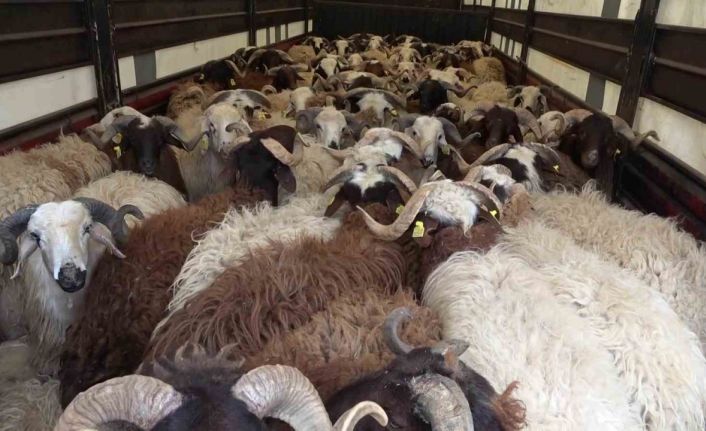 Amasya’da koyun taşıyan 2 tırdan 5 kaçak göçmen çıktı