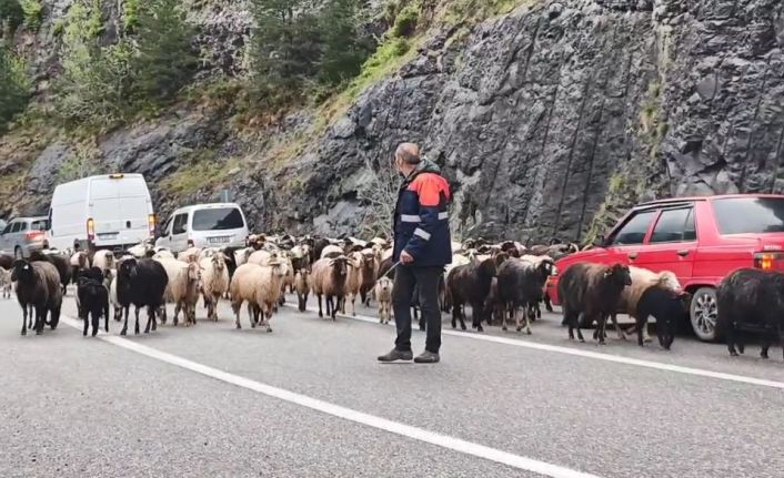 Artvin’de yaylaya giden koyun sürüsü karayolunu işgal etti
