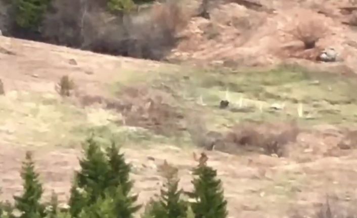 Artvinli gençler ayıyı çaya davet etti