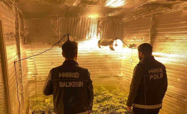 Ayvalık’ta uyuşturucu operasyonunda 28 kök kenevir ele geçirildi