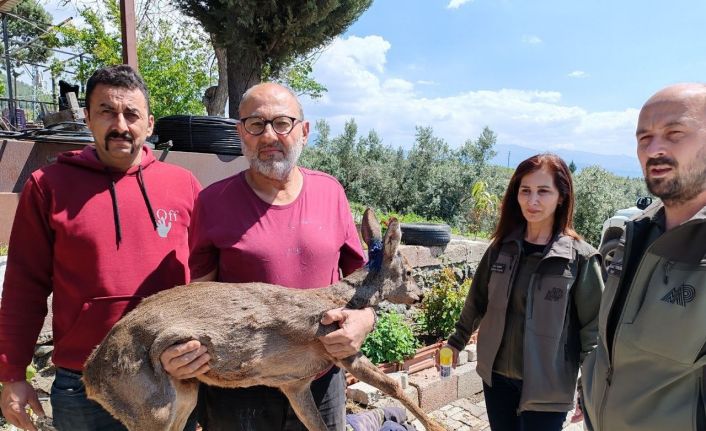 Bahçesinde bulduğu yaralı yavru karacayı ekiplere teslim etti