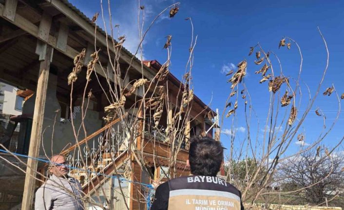 Bayburtta meyve ağaçlarında hastalık kontrolleri yapıldı