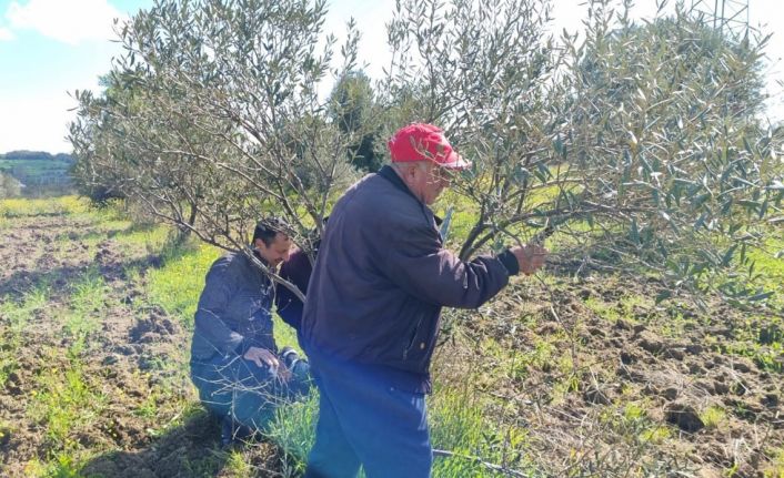 Çanakkale’de zeytin üreticilerine uygulamalı budama ve aşılama eğitimi